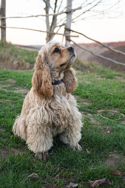 Cocker spaniel americano su erba verde verticalmente