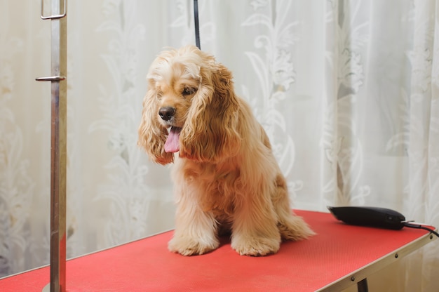 American Cocker Spaniel  on a grooming table