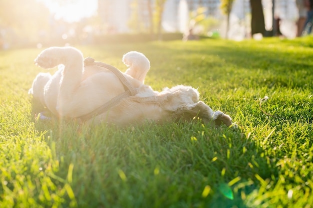 Photo american cocker spaniel is rolling on green grass in a city park. the setting sun in the background. the happy dog lies on its back.