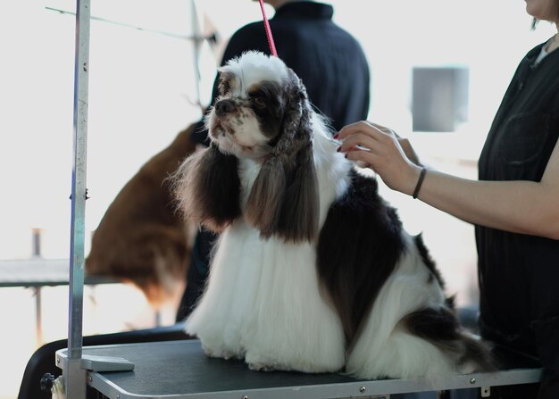 An American Cocker spaniel is sitting on a table and the master takes care of the dog's fur