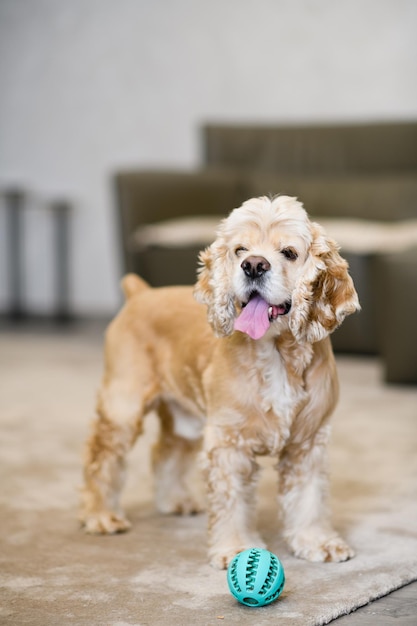 American cocker spaniel is standing on floor at home