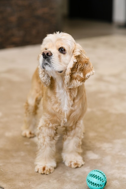 American cocker spaniel is standing on floor at home