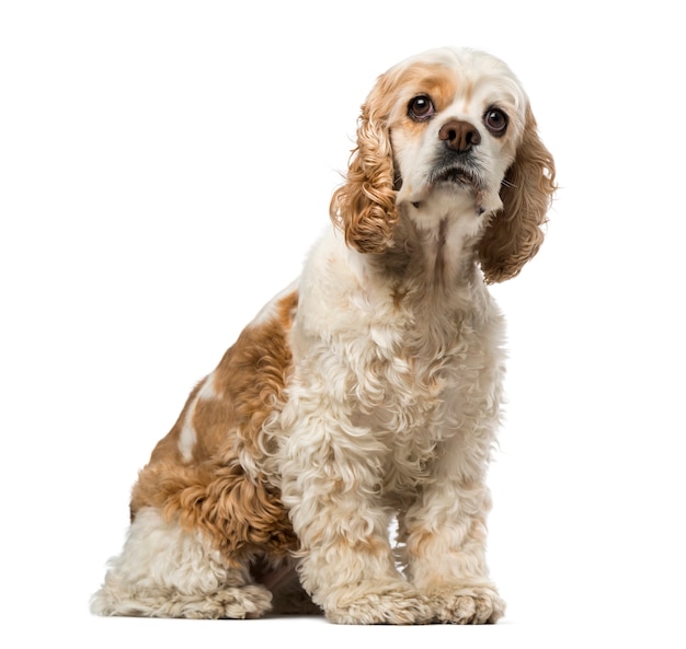 American cocker spaniel isolated on white