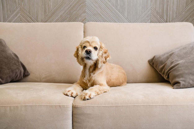 American cocker spaniel lies on a beige sofa in the living room