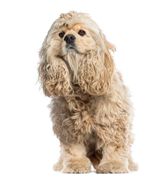 American Cocker Spaniel looking away