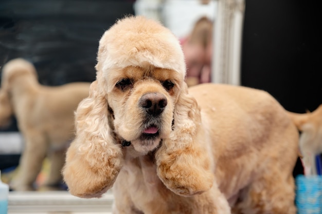 American Cocker Spaniel portrait after the haircut in the salon for animals.