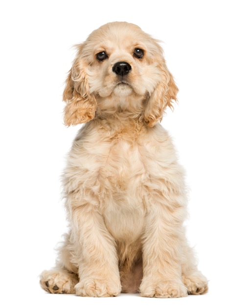 American cocker spaniel puppy sitting and staring