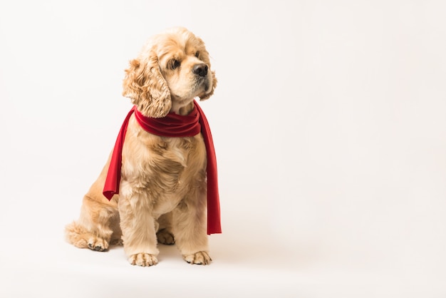 American cocker spaniel in a red scarf