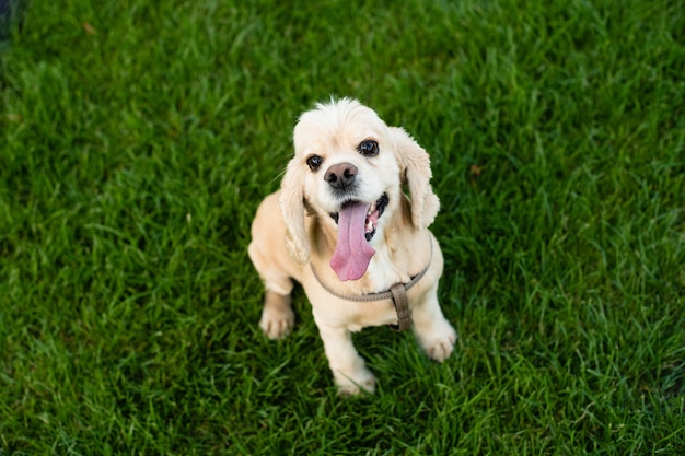 American cocker spaniel sits on green grass in a city park. The dog is resting. View from above.