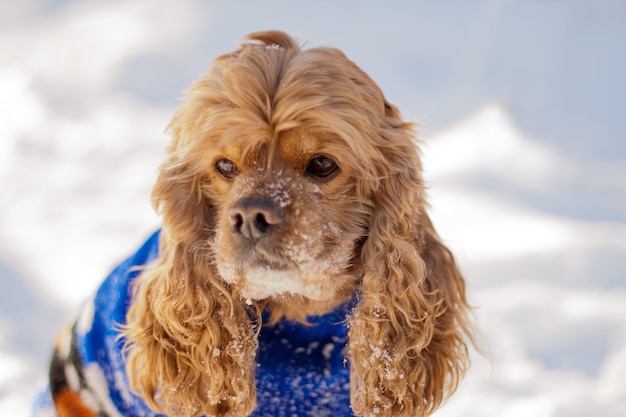 American cocker spaniel on snow