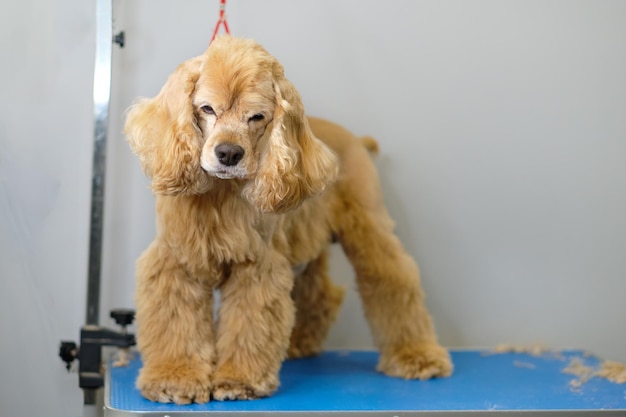 An American Cocker spaniel stands on a grooming table in a dog studio