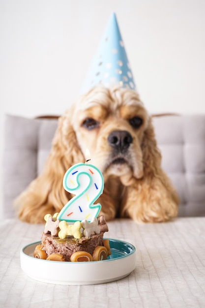 Американский кокер-спаниель за столом с праздничным угощением на день рождения собаки