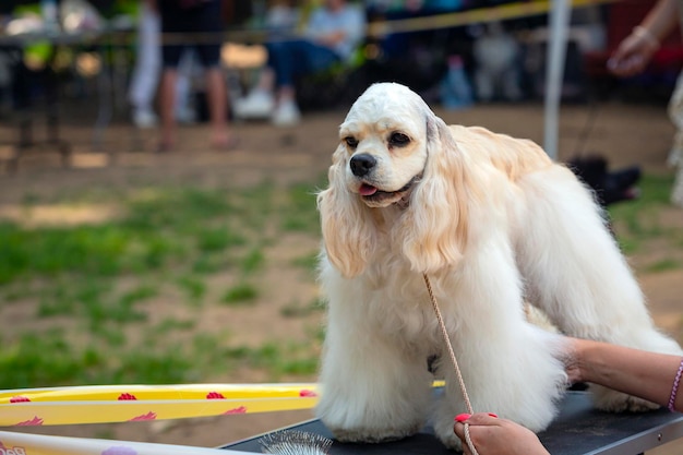 American Cocker spaniel with golden hair. At the dog show.