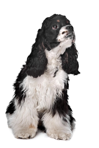 American Cocker Spaniel