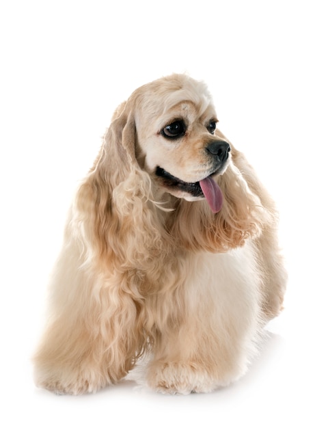 american cocker spaniel