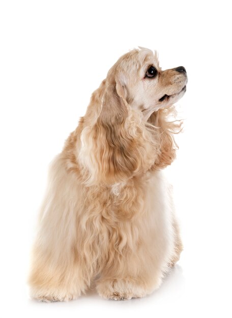 american cocker spaniel