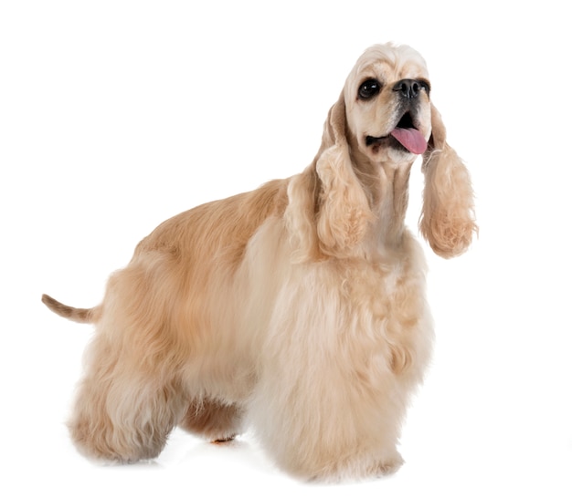 american cocker spaniel