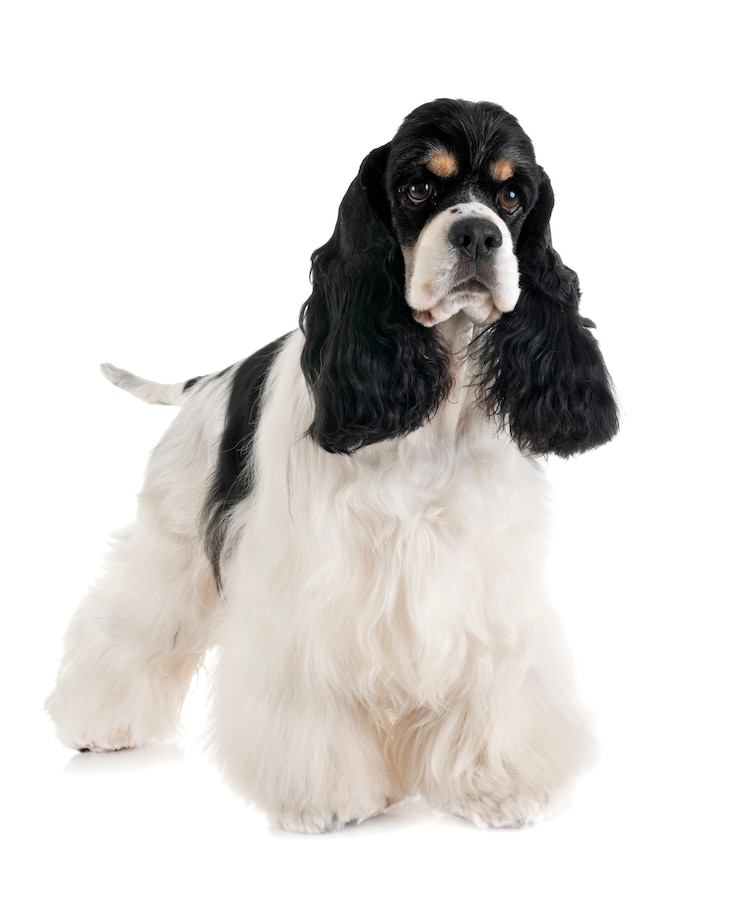 Photo american cocker spaniel