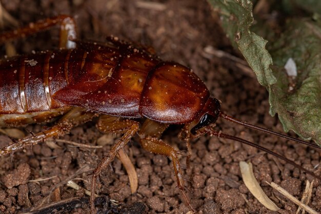 American cockroach nymph of the species periplaneta americana