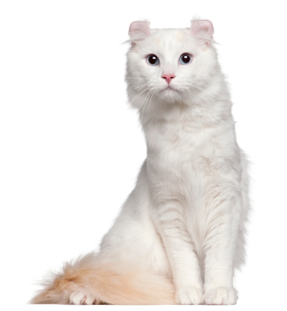 American Curl cat, 1 and a half years old, sitting