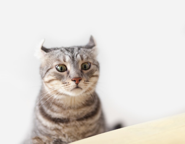 American curl cat cute is op zoek naar alarm huisdier