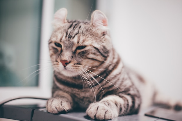 American curl cat 