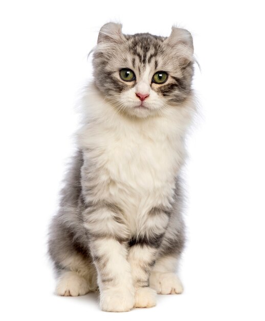 American Curl kitten, 3 months old, sitting and looking