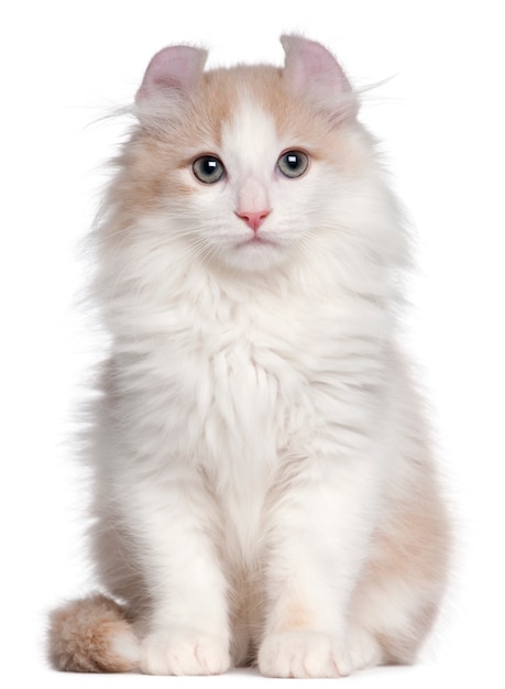 American Curl kitten, 3 months old, sitting