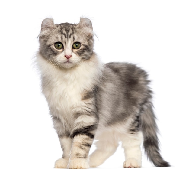 American Curl kitten (3 months old) standing and looking at the camera