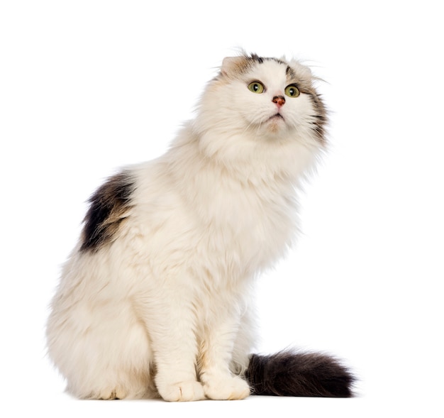 American Curl sitting and looking up