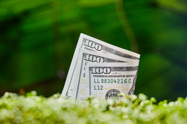 American dollar banknote on natural green background.