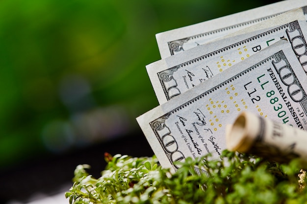 사진 자연 녹색 배경에 미국 달러 지폐입니다.