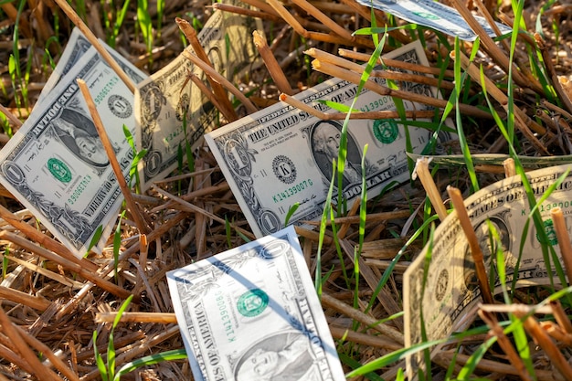 American dollars lie on the agricultural field