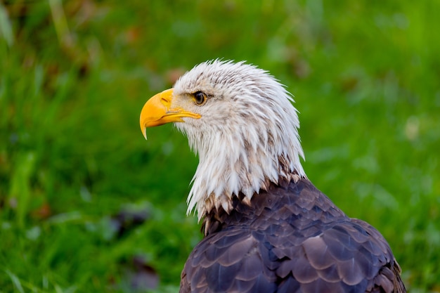 Aquila americana