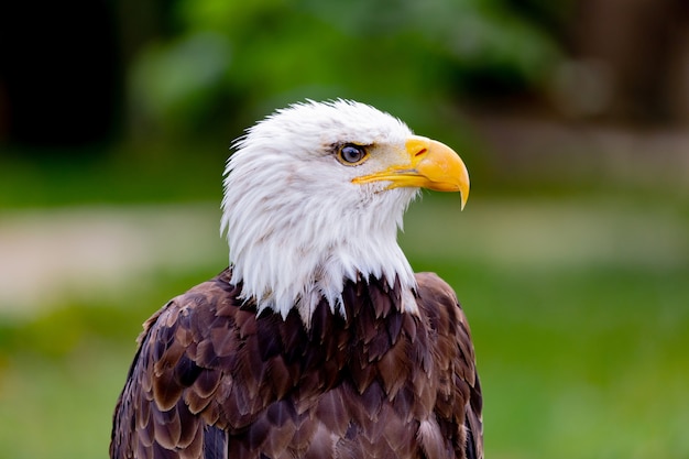 アメリカンイーグル