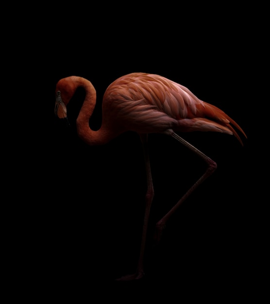 American flamingo bird in dark backhround