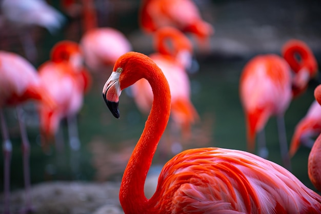 American Flamingo Flamingos Beauty birds group of flamingos