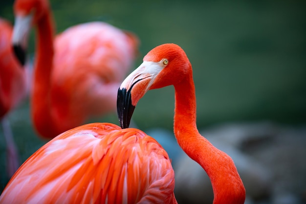 American flamingo flamingos beauty birds group of flamingos