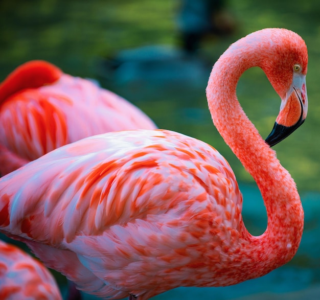 American flamingo flamingos beauty birds group of flamingos