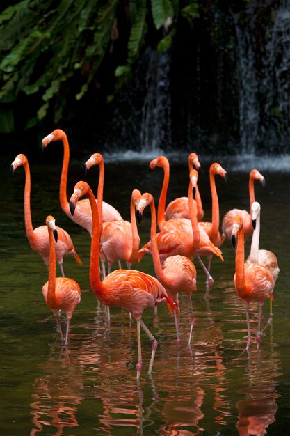 아메리칸 플라밍고 (Phoenicopterus ruber), 오렌지 플라밍고