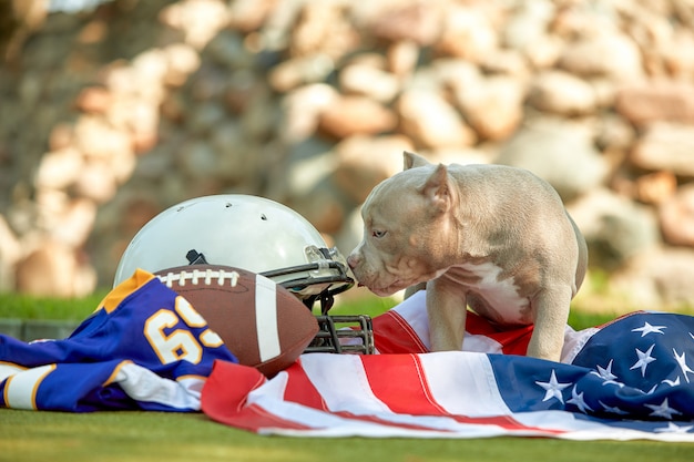 アメリカンフットボール 。公園でカメラにポーズをとるアメリカンフットボール選手のユニムを持つ犬。ナショナルゲームの愛国心、copyspace、広告バナー。