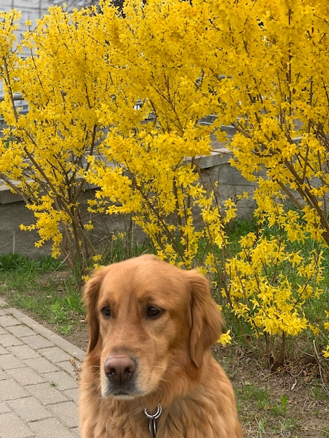 American Golden Retriever met een rode vachtkleur zit op een achtergrond van gele bloemen van een struik