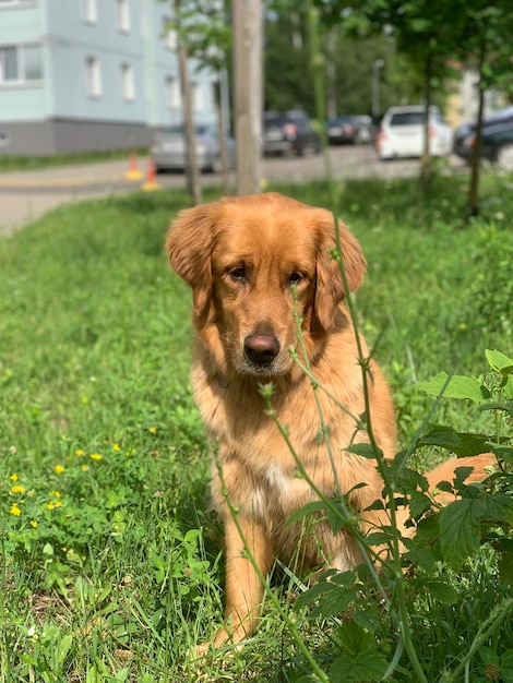 American golden retriever peeks out from behind a bush