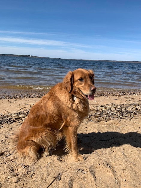 American golden retriever saw the sea for the first time and lies on the beach in the sun