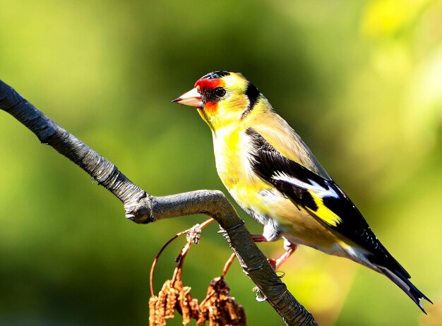 American Goldfinch Bird