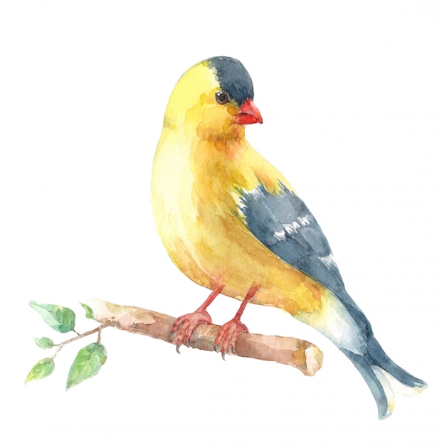 American goldfinch sitting on a branch.