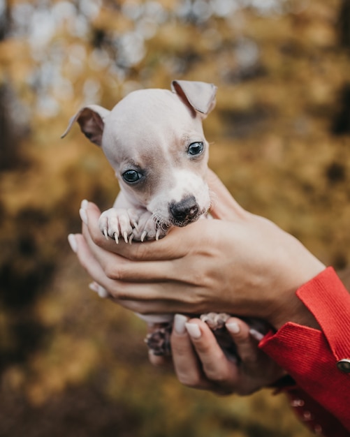 秋の屋外でアメリカンヘアレステリアの子犬