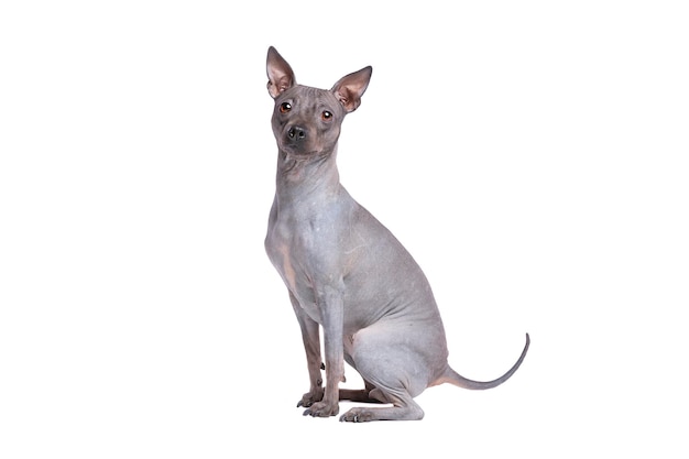 American Hairless Terrier