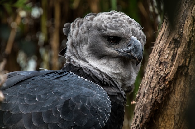 American harpy eagle close up