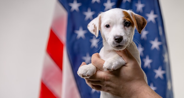 Foto il concetto americano di festa dell'indipendenza, terrirer sveglio del jack russell del cucciolo in mani maschii posa davanti alla bandiera di usa